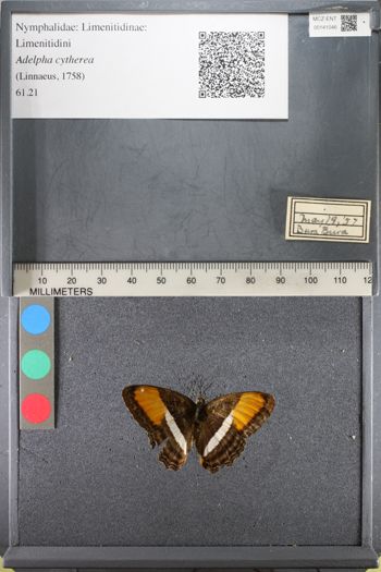 Media type: image;   Entomology 141046
